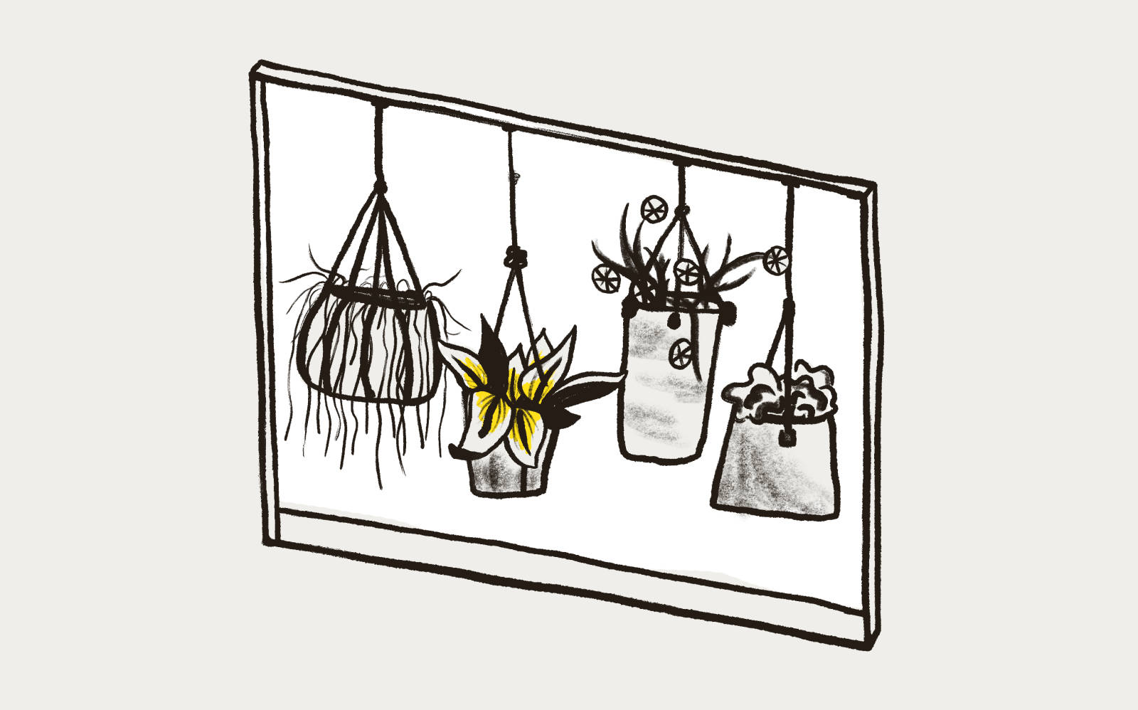 A window showing various hanging plants